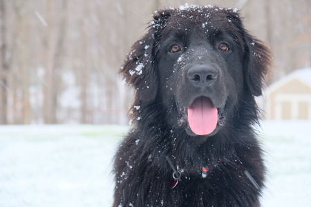 Otis