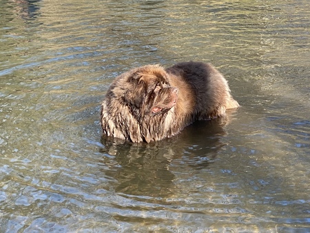Chewie