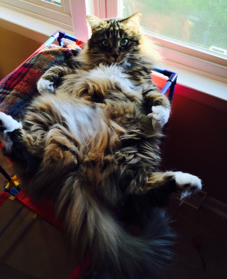 Layla