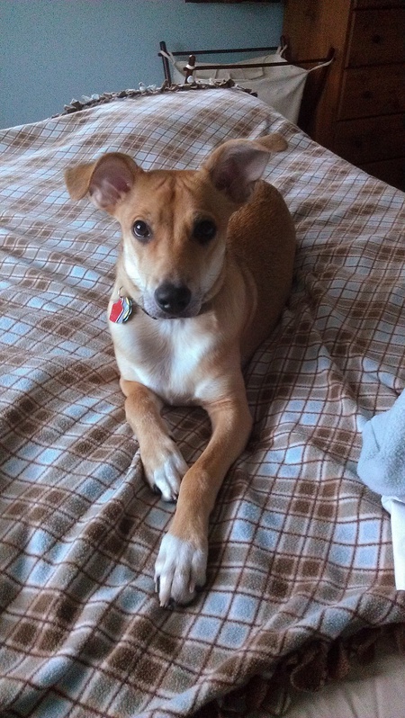 Otis