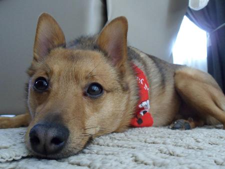 Rudy