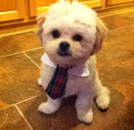 Alfie 