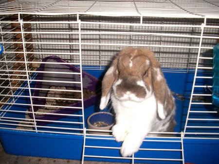 Cinnabun