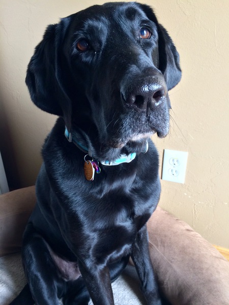 Simon