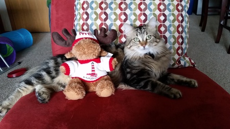 Kovu