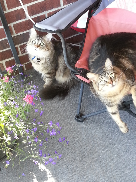 Kovu & Kiara