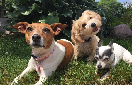 Bella, Ginger, & Peanut