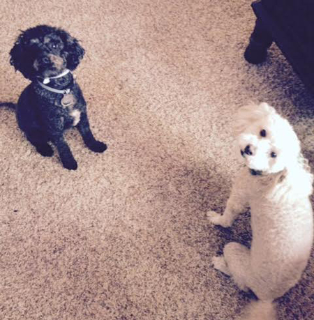 Tanner and Toby