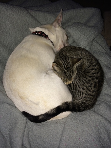 Dog-Bender Cat-Leela