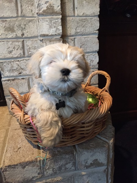 Gus
