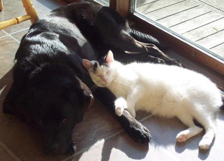 Blackie & Toughie