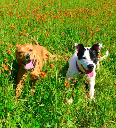 Tucker and Bella