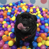Entry image for Pablo