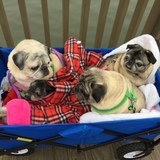 Entry image for Charlie, Susie, Willow, Jack, Lexi