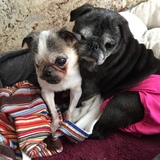 Entry image for Suzie and Willow