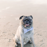 Entry image for Buddy 