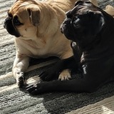 Entry image for George and Louie
