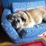 Entry image for Pugsley