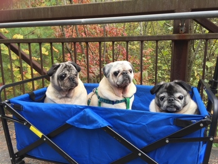 Entry image for Jack, Charlie, Lexi. Clicking this image will show a larger photo