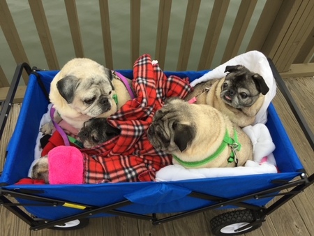 Entry image for Charlie, Susie, Willow, Jack, Lexi. Clicking this image will show a larger photo