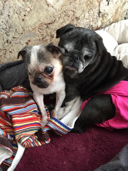 Entry image for Suzie and Willow. Clicking this image will show a larger photo