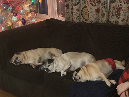 Entry image for Pumpkin, Tulip and Nitro. Clicking this image will show a larger photo