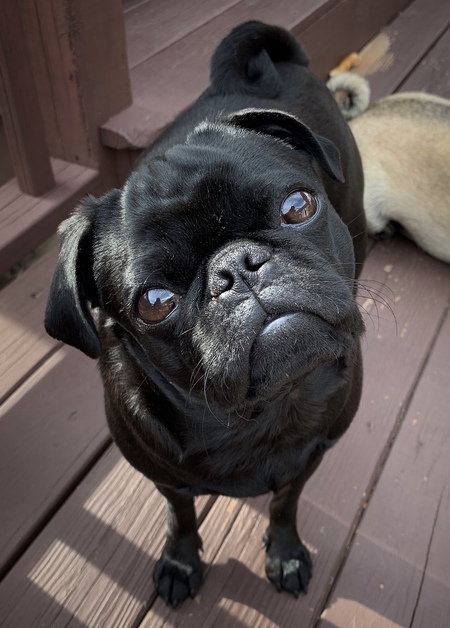 Entry image for Cooper . Clicking this image will show a larger photo