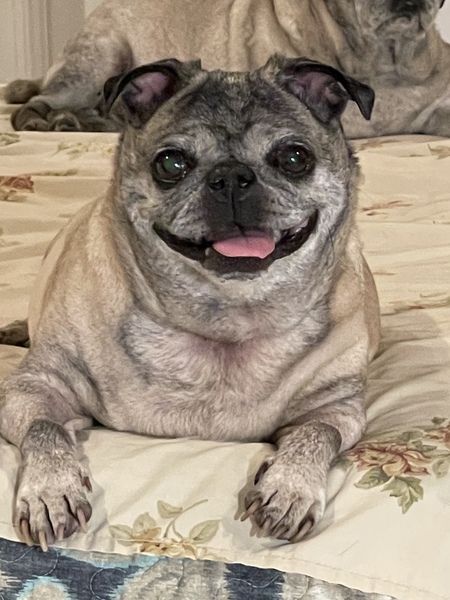Entry image for Bella. Clicking this image will show a larger photo