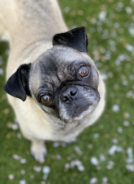 Entry image for Maggie . Clicking this image will show a larger photo