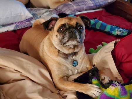 Entry image for Winston. Clicking this image will show a larger photo