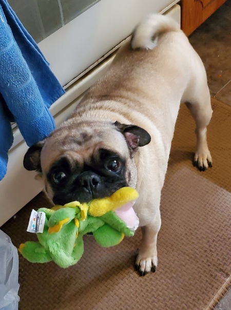 Entry image for Griffin. Clicking this image will show a larger photo