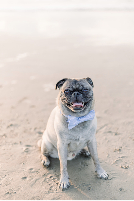 Entry image for Buddy . Clicking this image will show a larger photo