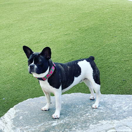 Entry image for Lola . Clicking this image will show a larger photo