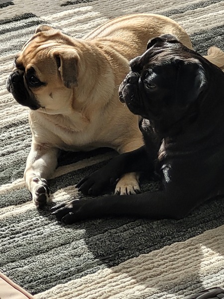 Entry image for George and Louie. Clicking this image will show a larger photo