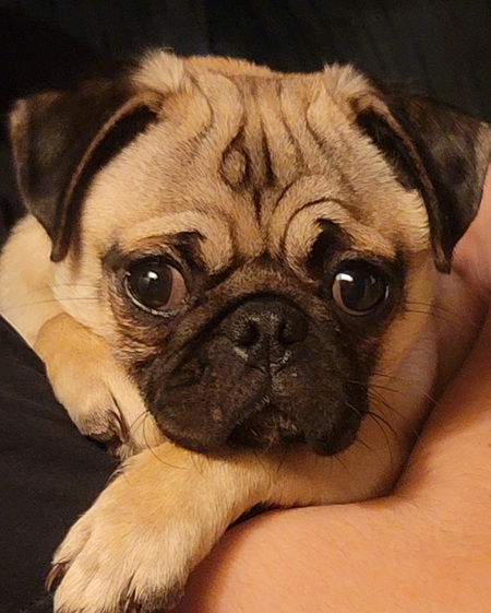 Entry image for Callie. Clicking this image will show a larger photo