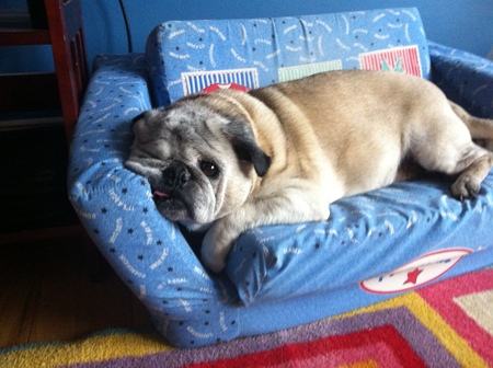 Entry image for Pugsley. Clicking this image will show a larger photo