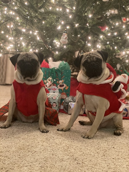 Entry image for Frank and Tootie. Clicking this image will show a larger photo