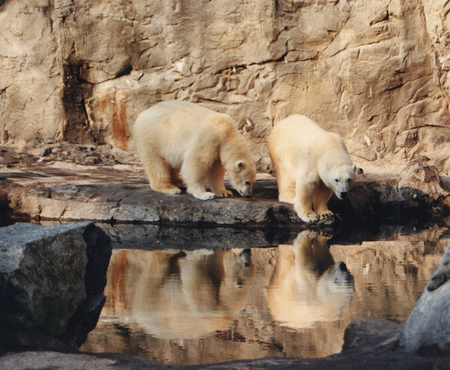 Polar Bears Reflecting