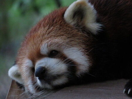 Lazy days with the red panda 