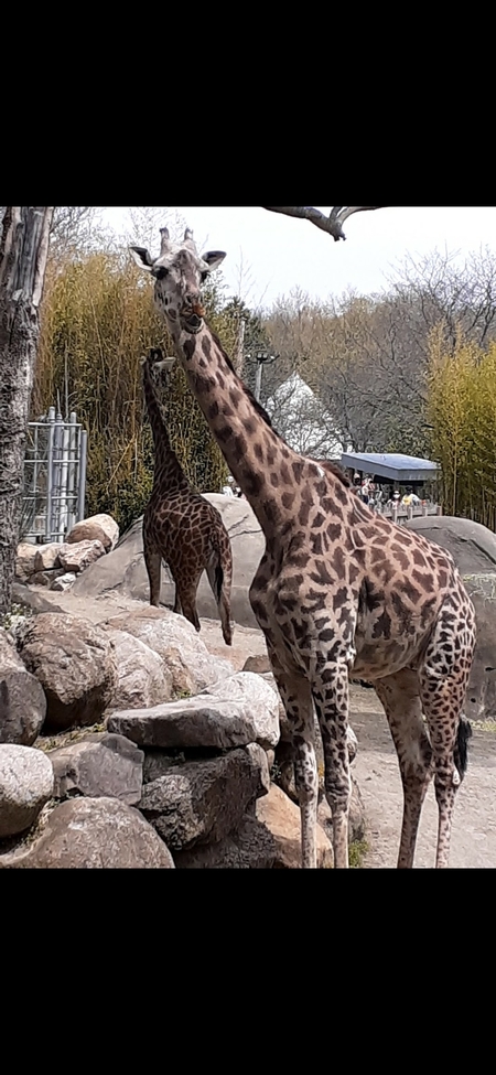 Giraffes 