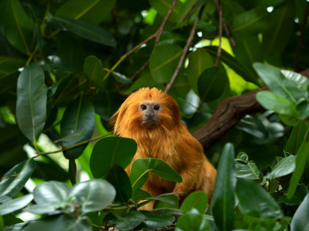 Golden Lion Tamarin Portrait