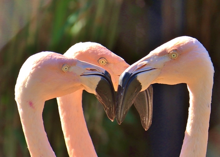 Flamingos