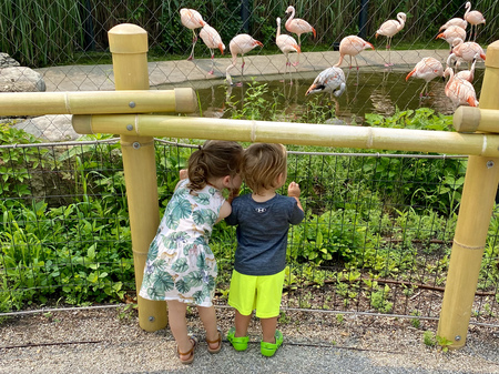 Friendship and Flamingos 