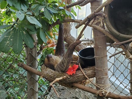 Brew at the Zoo - Slothin