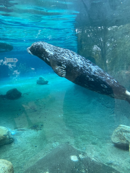 Otter Utterly Cruising