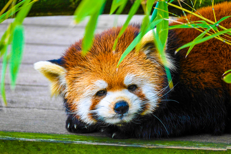 Red Panda Waking Up From A Nap