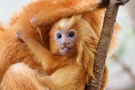 Baby Golden Lion Tamarin sticking out tongue