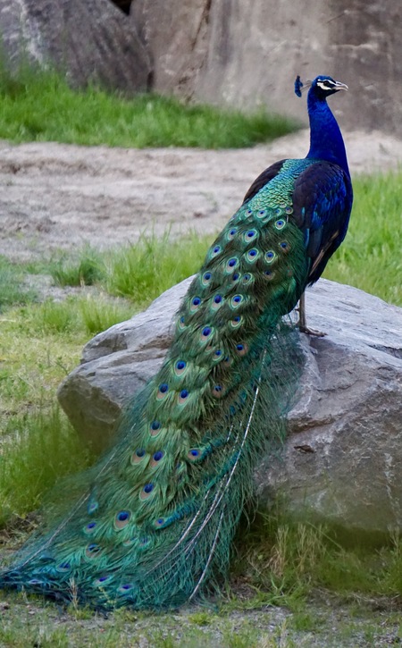 Peacock in the giraffe area