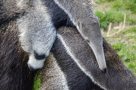 Giant Anteater (Myrmecophaga tridactyla) // Motherly Love