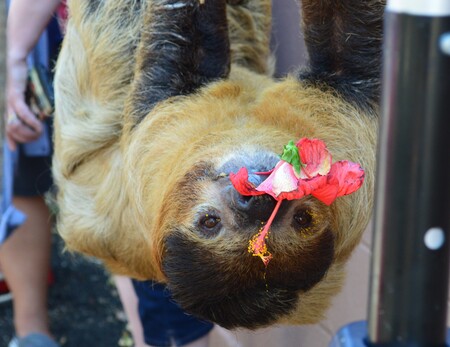 Sloth Snacking